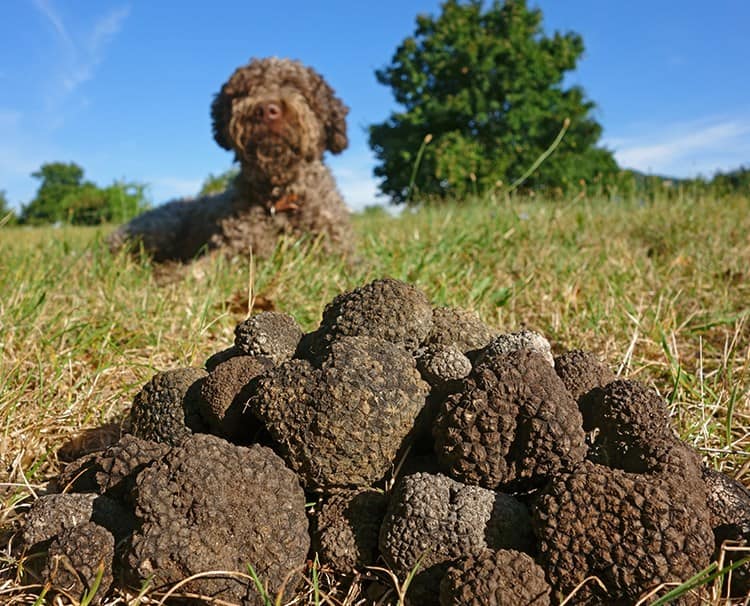 truffle-treasure-hunting