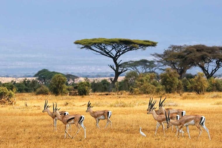 /Assets/Desktop/CruiseGallery/Thumb/goldentrails_kenya_shutterstock_65120086_gallery.jpg