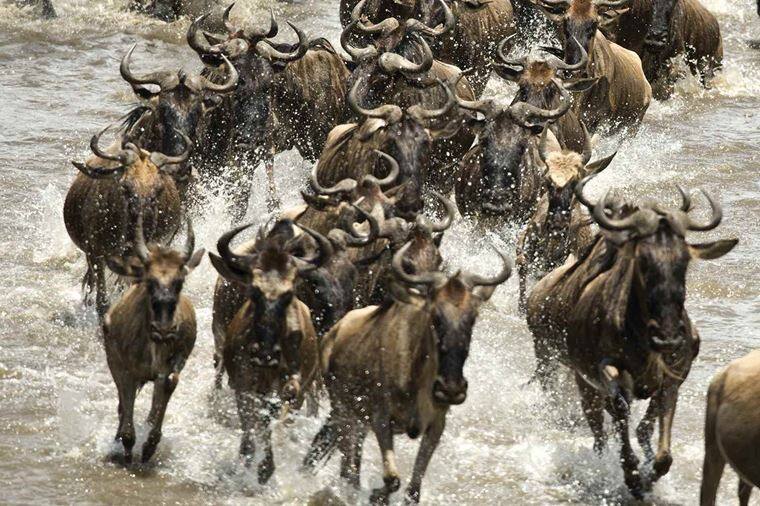 /Assets/Desktop/CruiseGallery/Thumb/goldentrails_serengeti_tanzania_shutterstock_61400299_gallery.jpg