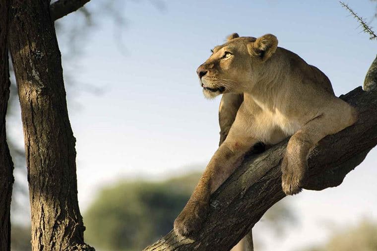 /Assets/Desktop/CruiseGallery/Thumb/goldentrails_tanzania_lioness_shutterstock_132371960_gallery.jpg
