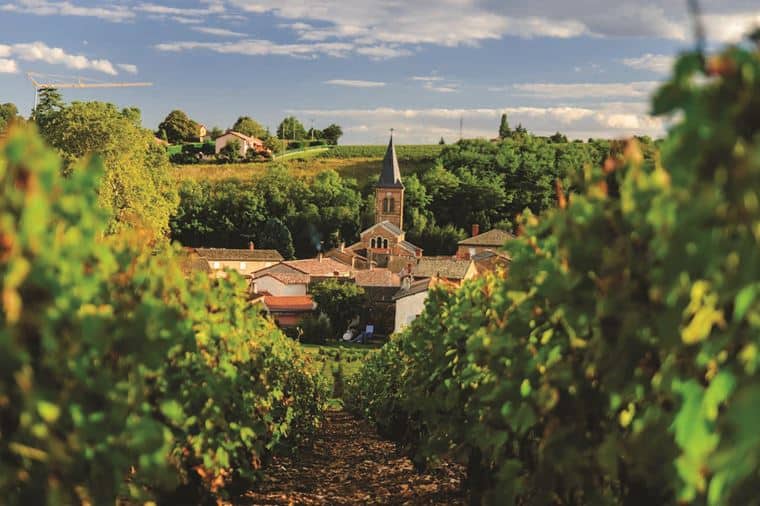 /Assets/Desktop/CruiseGallery/Thumb/provencespain_Beaujolais_ss_147436355_vineyard_gallery.jpg