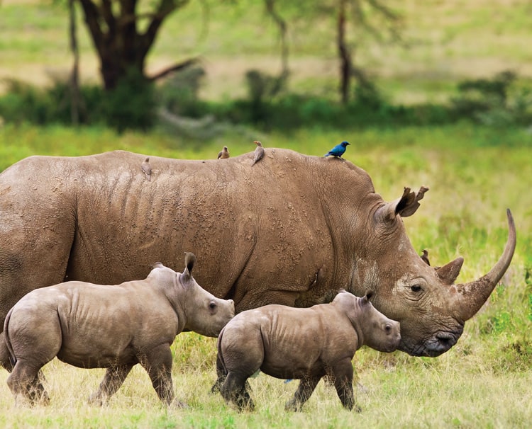 Kruger-National-Park